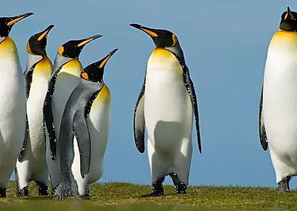 Pingvinek puloverben